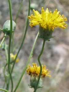 Thelesperma spp.